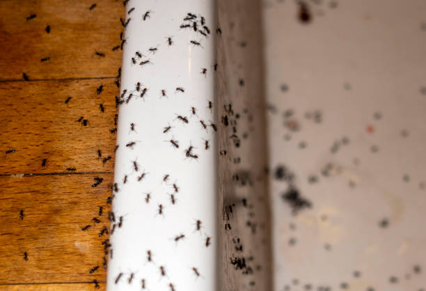 Bird Control in Dunnstown, PA
